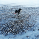 Illustration for article titled The sea froze so fast that it killed thousands of fish instantly